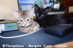 @ThorpeDave-Morgana-Violet-Jasper