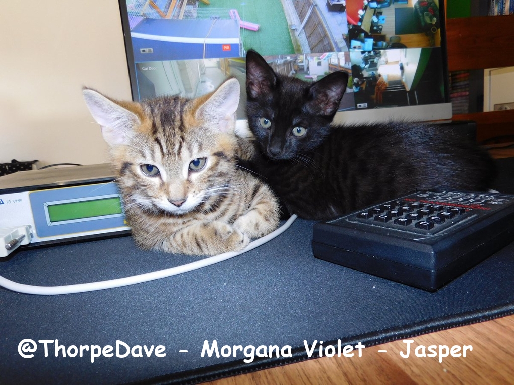 @ThorpeDave-Morgana-Violet-Jasper